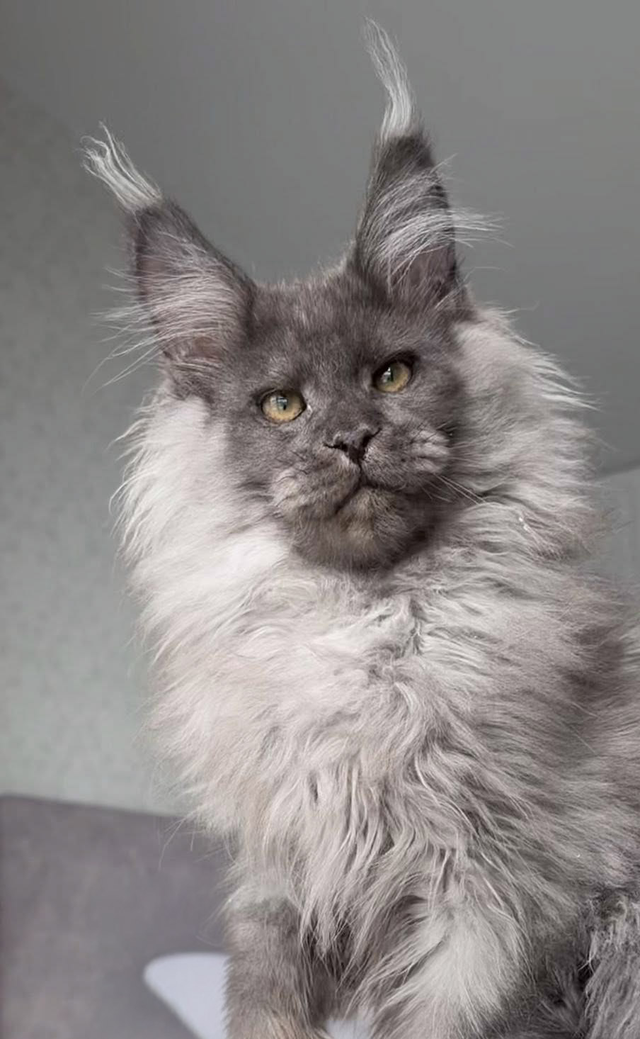 Olaf