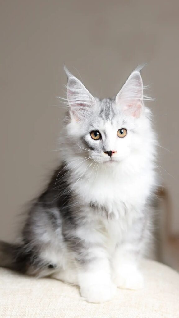 Silver-and-white HouseLynx Maine Coon kitten pictured on the cattery's website